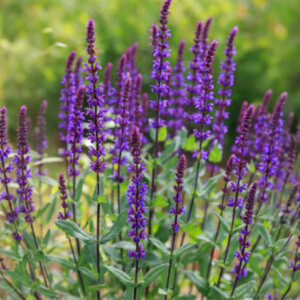 LewisCotch Nursery & Seeds SALV Salvia Seeds