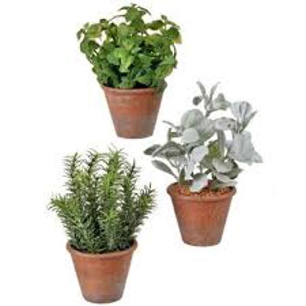 Regency International MTF19490 Flowers Plastic Succulent 5-9 In
