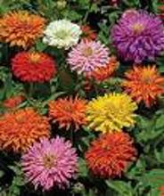 SEEDS FLOWER ASSORTED ANNUAL