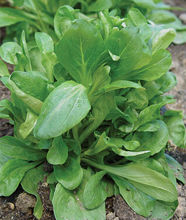SEEDS VEGETABLE ASSORTED