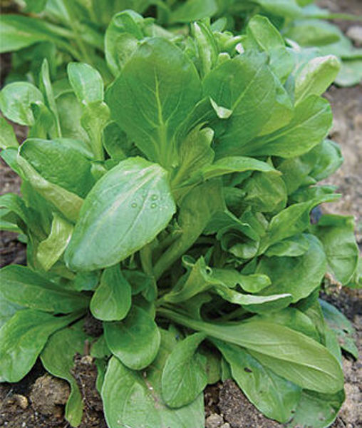 Burpee Seeds Assorted Vegetable Seeds