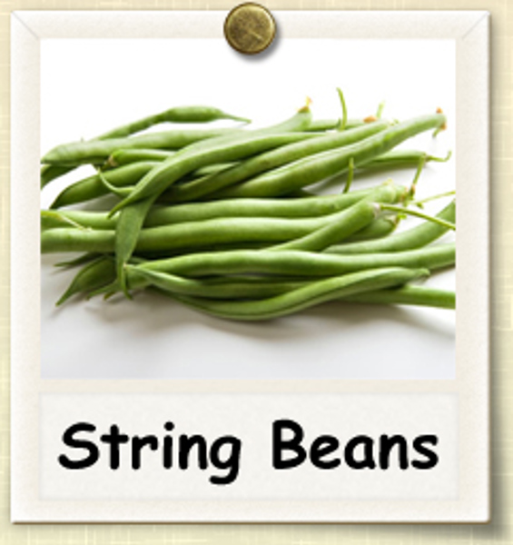 LewisCotch Nursery & Seeds SB001 String Bean Seed