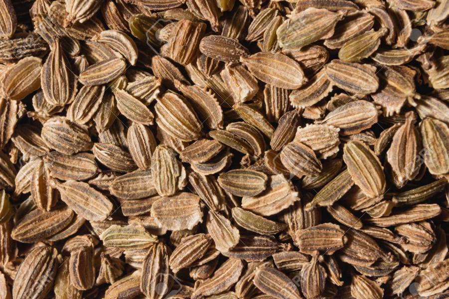 Lewiscotch Nursery & Seeds CA1 Carrot Seed