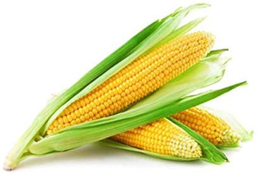 LewisCotch Nursery & Seeds CRN05 Corn Seed