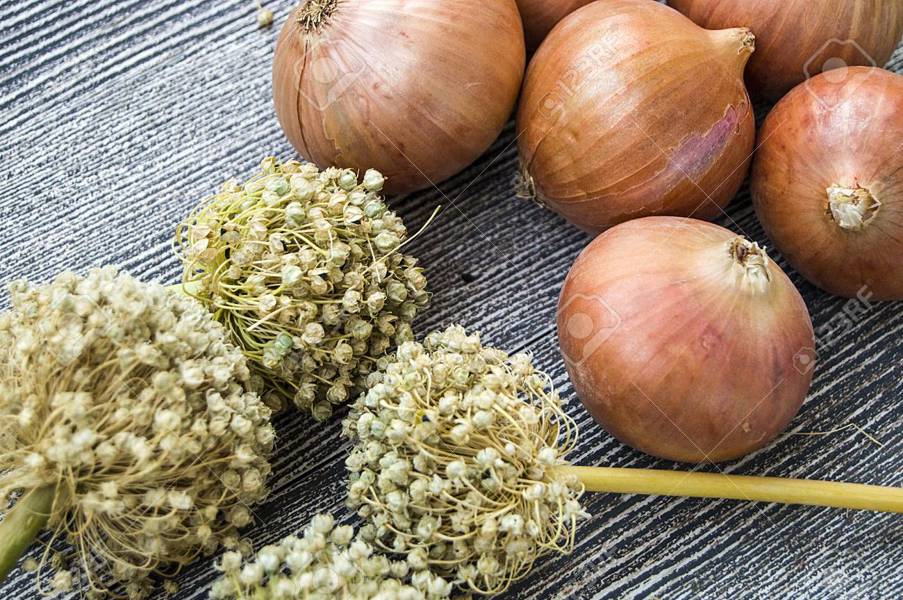 LewisCotch Nursery & Seeds ON07 Onion Seed