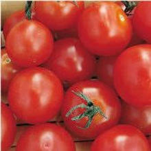 TOM01 Tomato Salad Seed