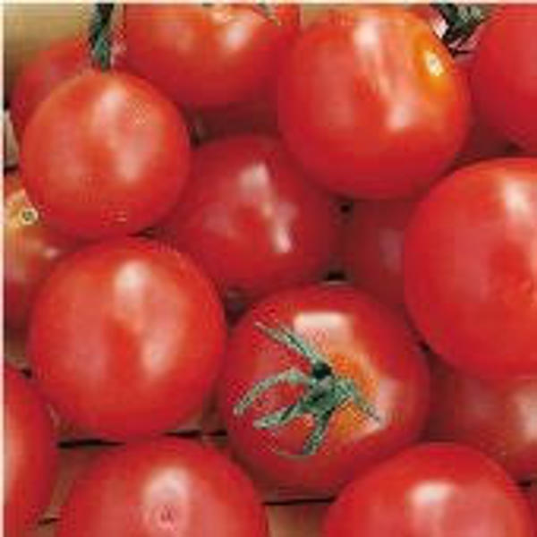 LewisCotch Nursery & Seeds TOM01 Tomato Salad Seed