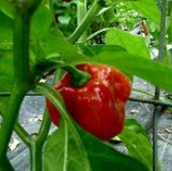 Lewiscotch Nursery & Seeds RED03 West Indian Red Pepper Seed Red
