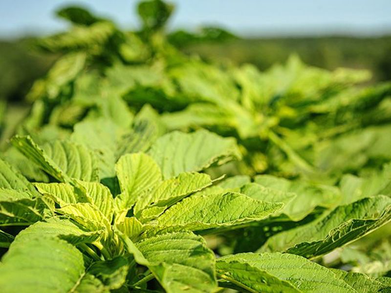 LewisCotch Nursery & Seeds CAL002 Callaloo Seed