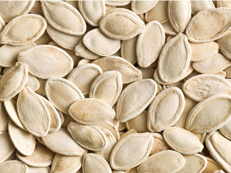 Lewiscotch Nursery & Seeds PUMP02 Pumpkin Seed