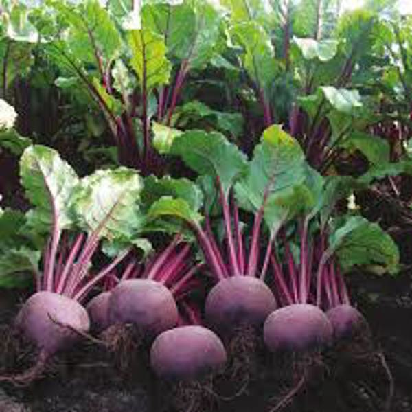 LewisCotch Nursery & Seeds BEET04 Beet Seed