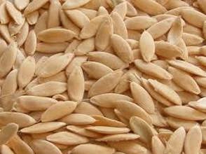 CUC05 Cucumber Seed