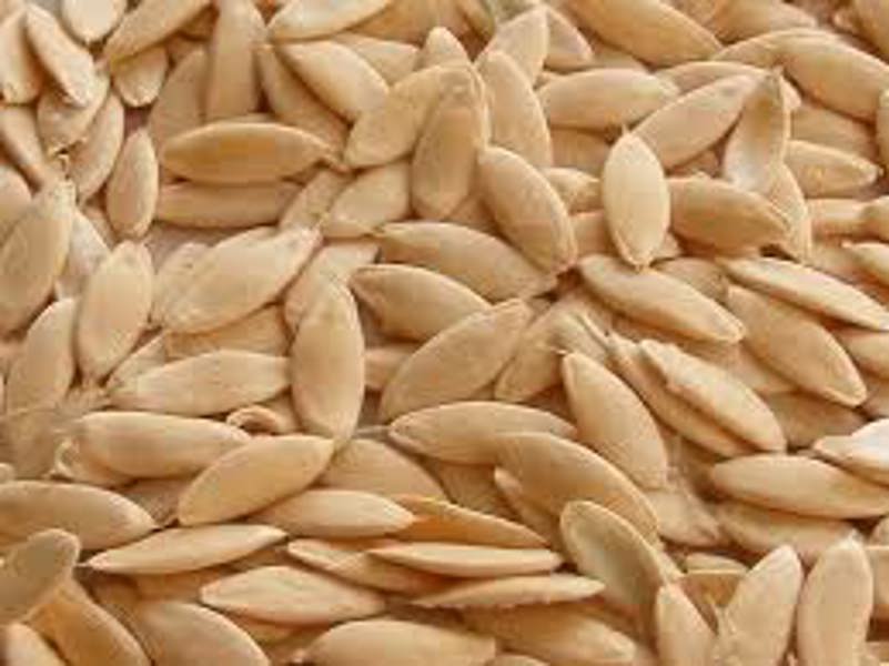 Lewiscotch Nursery & Seeds CUC05 Cucumber Seed