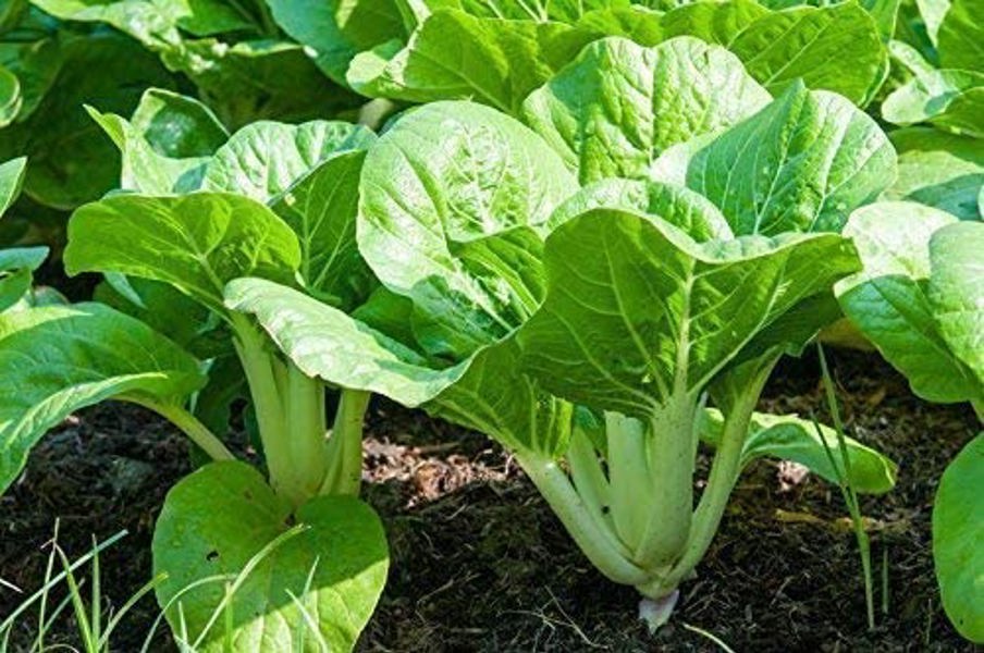 LEWISCOTCH NURSERY & SEEDS PC06 Pak Choy Seed
