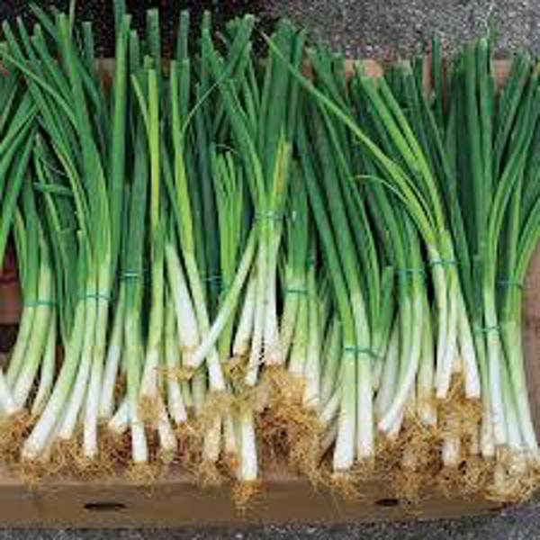ESC01 LEWISCOTCH NURSERY & SEEDS ES07 Escallion Seed