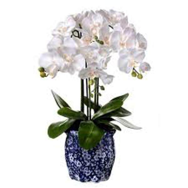 Regency International MTF20920 Phalaenopsis Artificial Flowers 23 In White