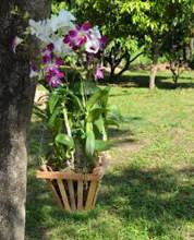 BIGGRA 004 Hanging Basket Teak Orchid