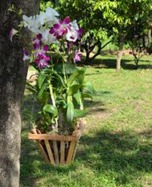 BIG GRASS BAMBOO COMPANY BIGGRA 004 Hanging Basket Teak Orchid Natural