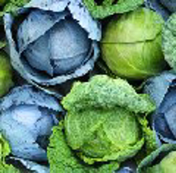 Lewiscotch Nursery & Seeds CAB02 Cabbage Seed
