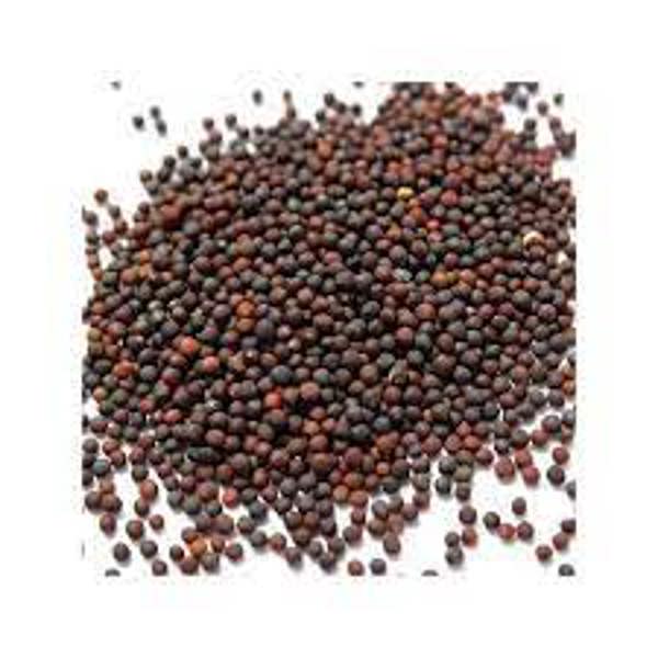 Lewiscotch Nursery & Seeds CAB002 Cabbage Seed E. Jersey