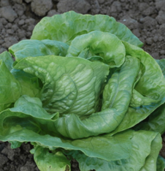 LewisCotch Nursery & Seeds LET04 Lettuce G. Lakes Seed