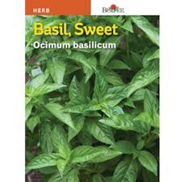 LEWISCOTCH NURSERY & SEEDS BA10 Basil Seed