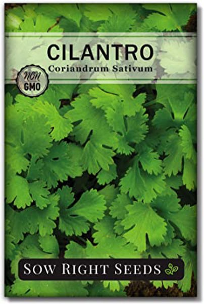 Lewiscotch Nursery & Seeds CIL12 Cilantro Seed