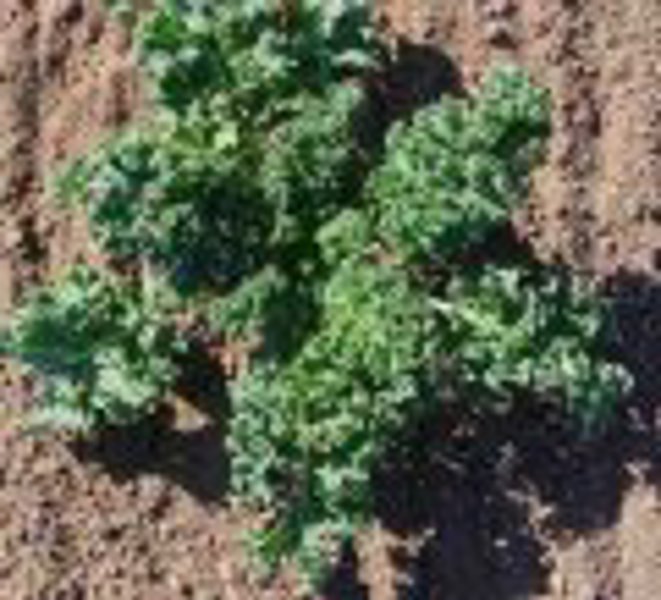 Lewiscotch Nursery & Seeds KALE15 Kale Seed