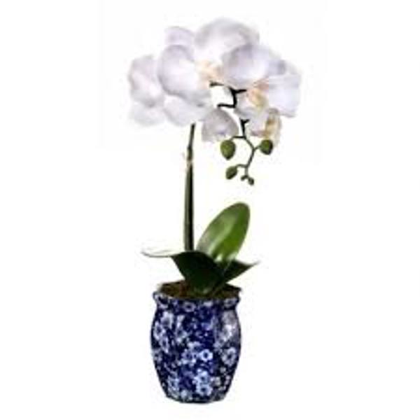 Regency International MTF20919 Phalaenopsis Artificial Flowers 22 In Ming Pot White