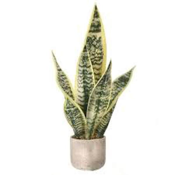 Regency International MTF22901 Potted Sanseveria 21 In Artificial Flowers 6 Stems