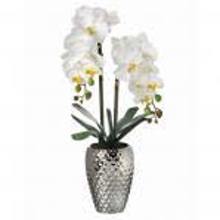 MTF21569 24 In White Orchid