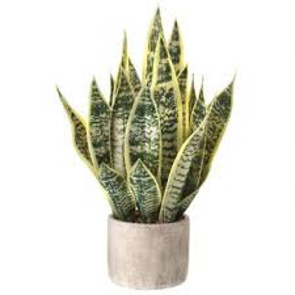 Regency International MTF22902 Artificial Flowers 21 In Cement Pot