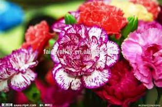 CARN CARNATION SEEDS