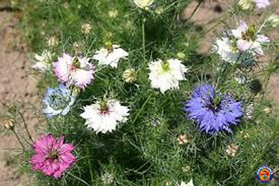 LewisCotch Nursery & Seeds Liam Love In A Mist Seeds