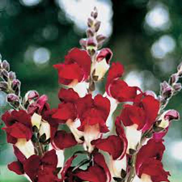 LewisCotch Nursery & Seeds SNAP005 Snapdragon Seeds
