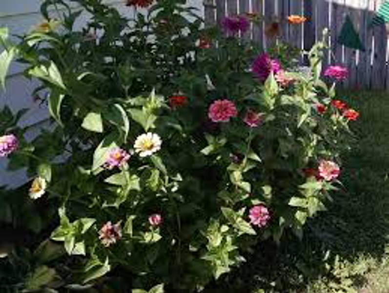 Lewiscotch Nursery & Seeds ZINN004 Zinnia Seeds Lilli Put Mix