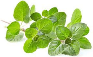 82OREGTR Oregano Herb Seed
