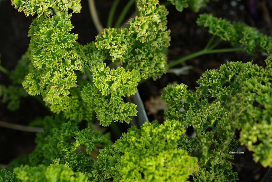 LewisCotch Nursery & Seeds PAR11 Parsley Seed Tripple Curled